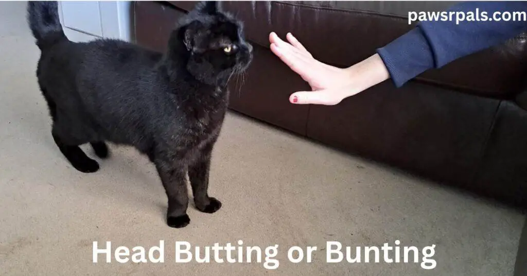 Head Butting or Bunting. Pickles the black cat standing tail up head towards the outstretched hand with fingers pointing upwards and a purple sleeve, standing on a grey carpet with a brown leather sofa behind