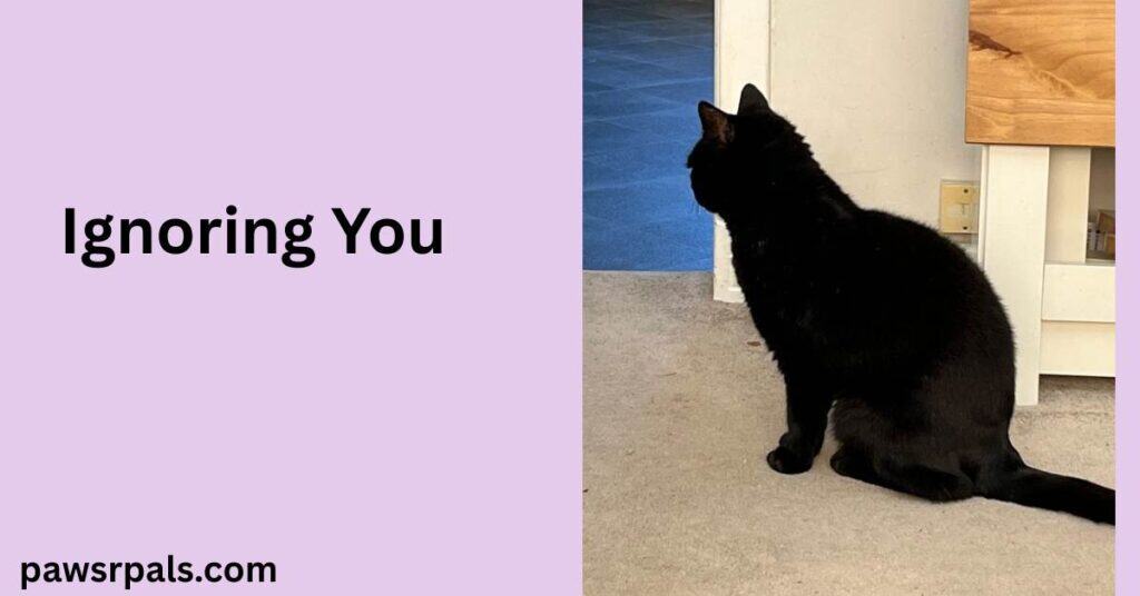 Ignoring You. Pickles the black cat sat facing away from the camera, sitting in a doorway on a cream carpet, with white and brown wooden table in the background