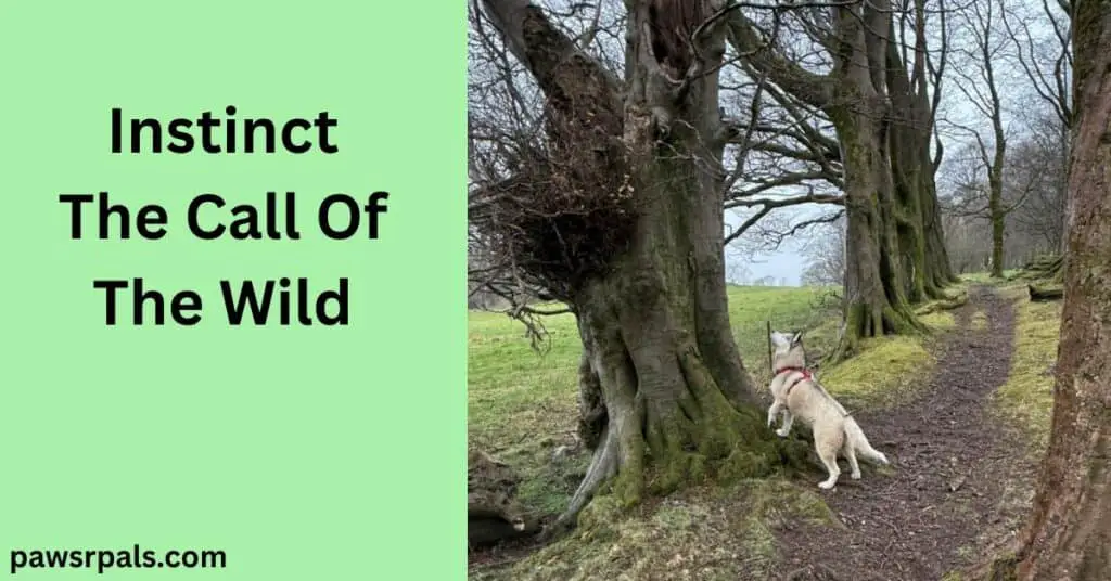 Instinct The Call Of The Wild. Luna the grey and white siberian husky wearing a red and black harness, standing facing a tree, head looking up, with a dirt path, grass and trees around her