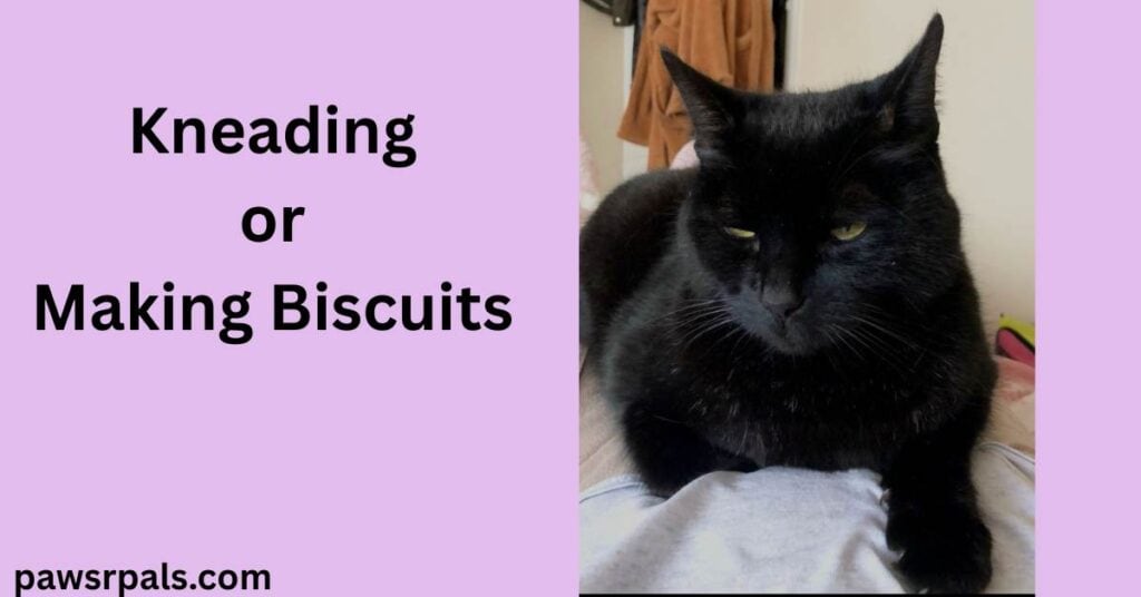 Kneading or Making Biscuits. Pickles the black cat lying facing the camera, front right paw extended on a grey fluffy blanket