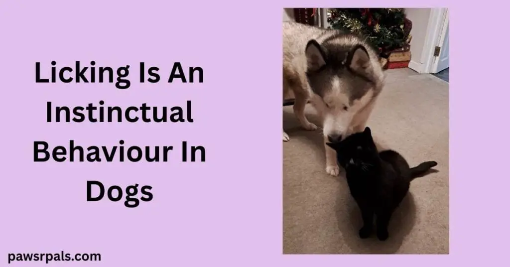 Licking Is An Instinctual Behaviour IN Dogs. Luna the grey and white siberian husky standing behind Pickles the black cat sitting being groomed by Luna on a grey carpet