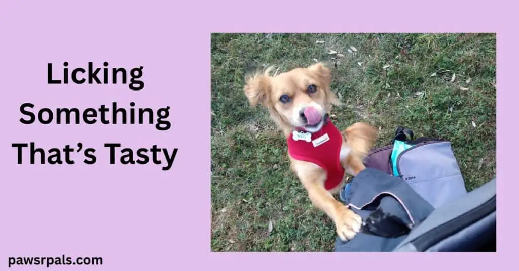 Licking Something That's Tasty. Image of Meg a small brown and white dog wearing a red harness, standing on back legs front legs on person and licking her nose