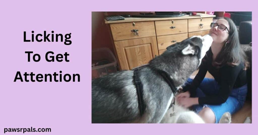 Licking To Get Attention. Ralf the black and white siberian husky, wearing a black harness, standing side on facing right, leaning over Luna the grey and white siberian husky lying on her back in front of a young girl kneeling next to LUna wearing a black top and blue denim jeans, and glasses with head tilted back and Ralf licking her face