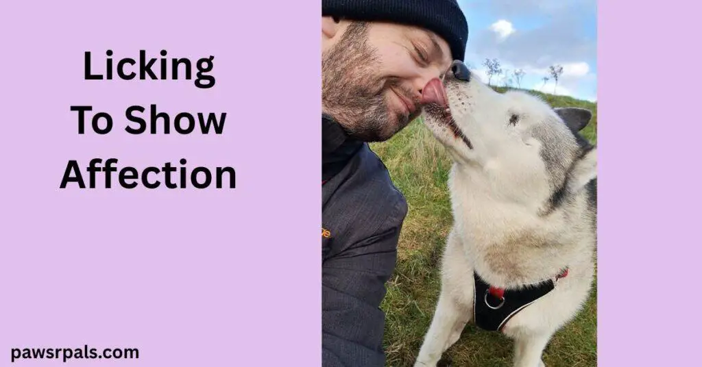 Licking To Show Affection. Image of Luna the blind grey and white siberian husky wearing a black and red harness, facing the camera head turned to the left licking the face of Matt, a bearded man wearing a black beanie hat, eyes closed head turned towards Luna