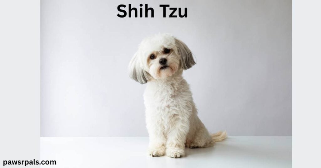 Shih Tzu. White Shih Tzu sitting upright facing the camera, head slightly tilted