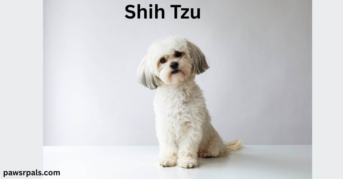 Shih Tzu. White Shih Tzu sitting upright facing the camera, head slightly tilted