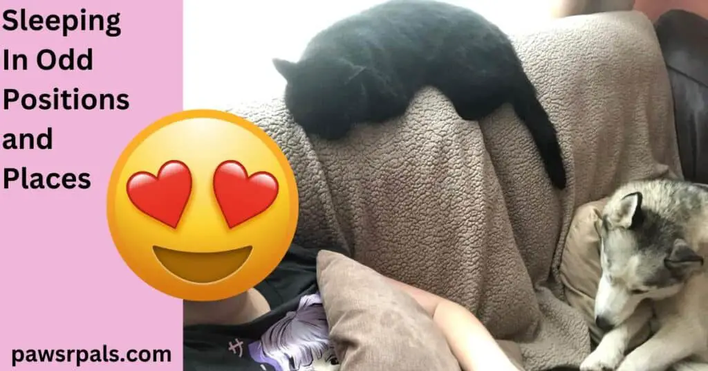 Sleeping In Odd Positions and Places. Pickles the black cat lying on a brown blanket on the back of the sofa, beside a girl on the left wearing a black tshirt, and Luna the grey and white siberian husky lying on the sofa facing the girl.
