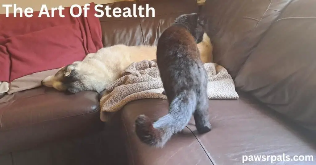 The Art of Stealth. Pickles the black cat walking away from the camera towards Luna the grey and white siberian husky lying on a brown leather sofa sleeping with a red blanket thrown over the back of the sofa, and lying on a brown blanket