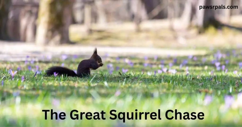 The Great Squirrel Chase. Image of a brown squirrel standing on hind legs facing right, on grass wtih purple flowers and the base of trees in the background