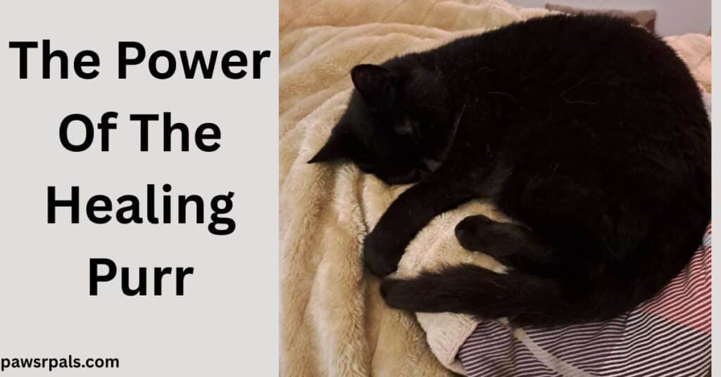 The Power Of The Healing Purr. Pickles the black cat lying on his side, head away from the camera, front paw, one back paw and tail curled around, lying on a beige fluffy blanket and red checked cover.