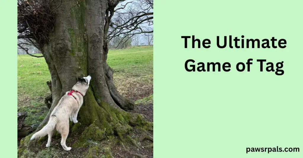 The Ultimate Game of Tag. Luna the grey and white siberian husky wearing a red and black harness, standing close to the base of a tree, front paws on the tree trunk head raised up stretching her body up the tree, grass and other trees in the background
