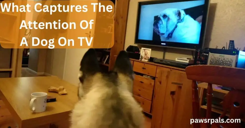 What Captures The Attention of A Dog on TV. The back of Luna, the grey and white siberian husky's head facing the TV with a picture of a white bulldog on the screen, sitting on a wooden dresser, wooden coffee table with white cup in front