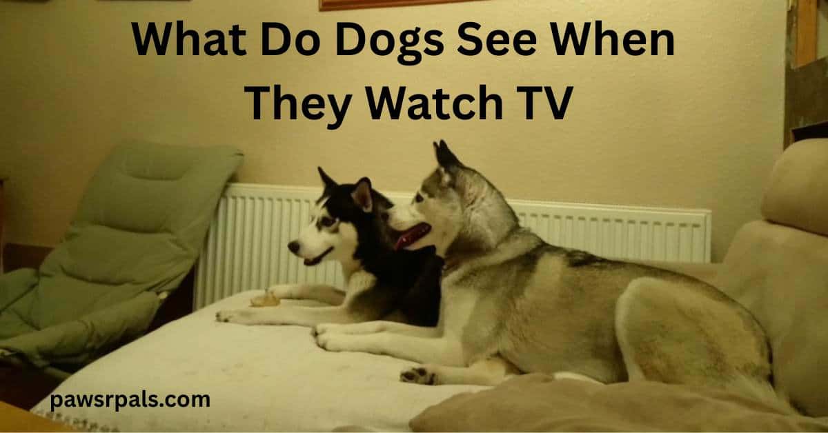 What Do Dogs See When They Watch TV. Luna the grey and white siberian husky, lying side on head up facing left, in front of Ralf the black and white siberian husky lying facing left head up on a white blanket with a cream wall in the background