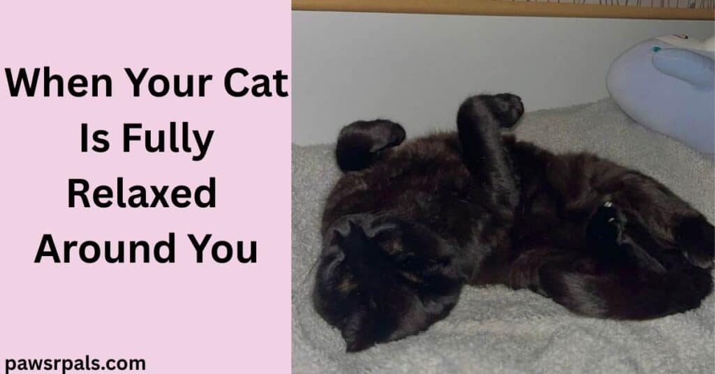 When Your Cat Is Fully Relaxed Around You. Image on right Pickles the black cat lying on his back front paws in the air on a grey fluffy blanket