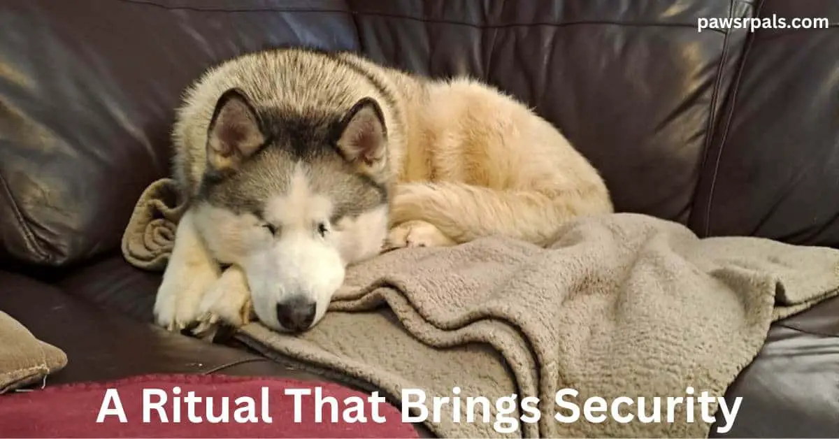 A Ritual That Brings Security. Luna the blind grey and white siberian husky, lying in the corner of a brown leather sofa, on a beige blanket, body and head towards the camera, head resting on front paws