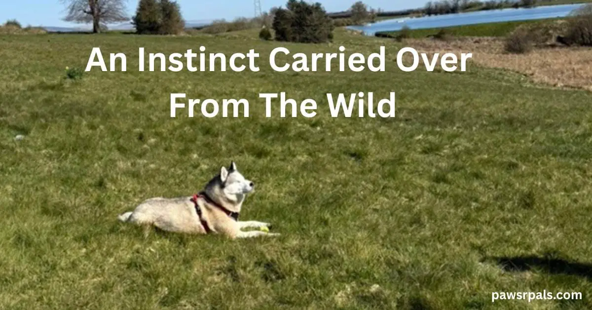 Instinct Carried Over From The Wild. Luna the blind grey and white siberian husky wearing a black and red harness, lying on the grass, side on to camera, head raised front paws outstretched, trees and water in the background