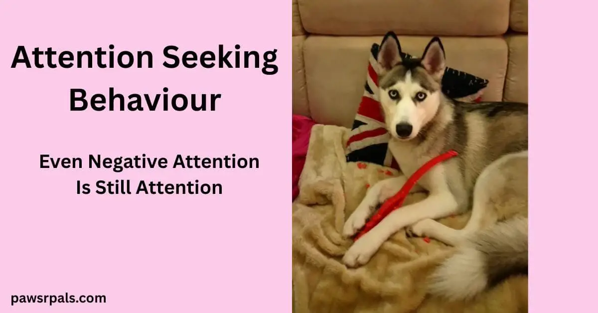 Attention Seeking Behaviour. Even Negative Attention Is Still Attention. Image on right, Luna the grey and white puppy lying on a cream sofa and cream fluffy blanket, looking at the camera, chewed red throw stick between front paws, chewed pieces of the stick on the sofa