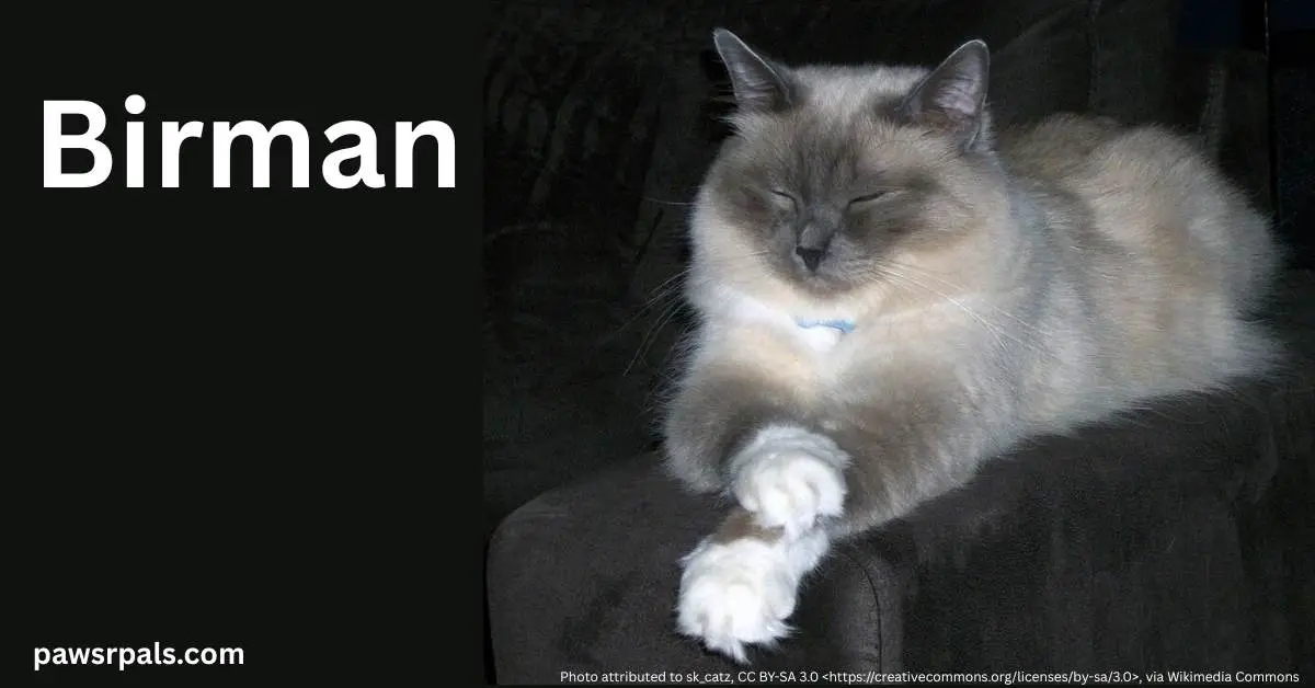 Birman. Grey, light brown and white Birman cat lying facing the camera, front white paws crossed in front, head up eyes closed lying on a black surface