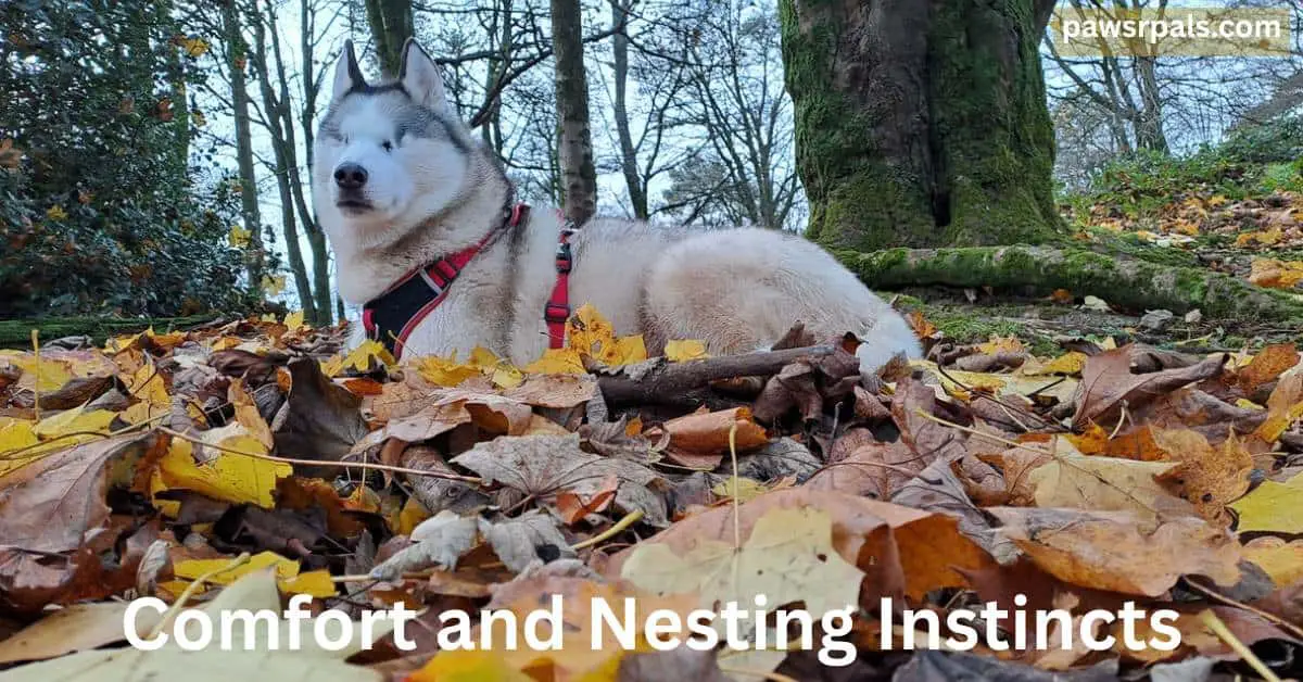 Comfort and Nesting Instincts. Luna the blind grey and white siberian husky, lying on leaves, body facing left, head raised, relaxed, trees and grey sky in the background