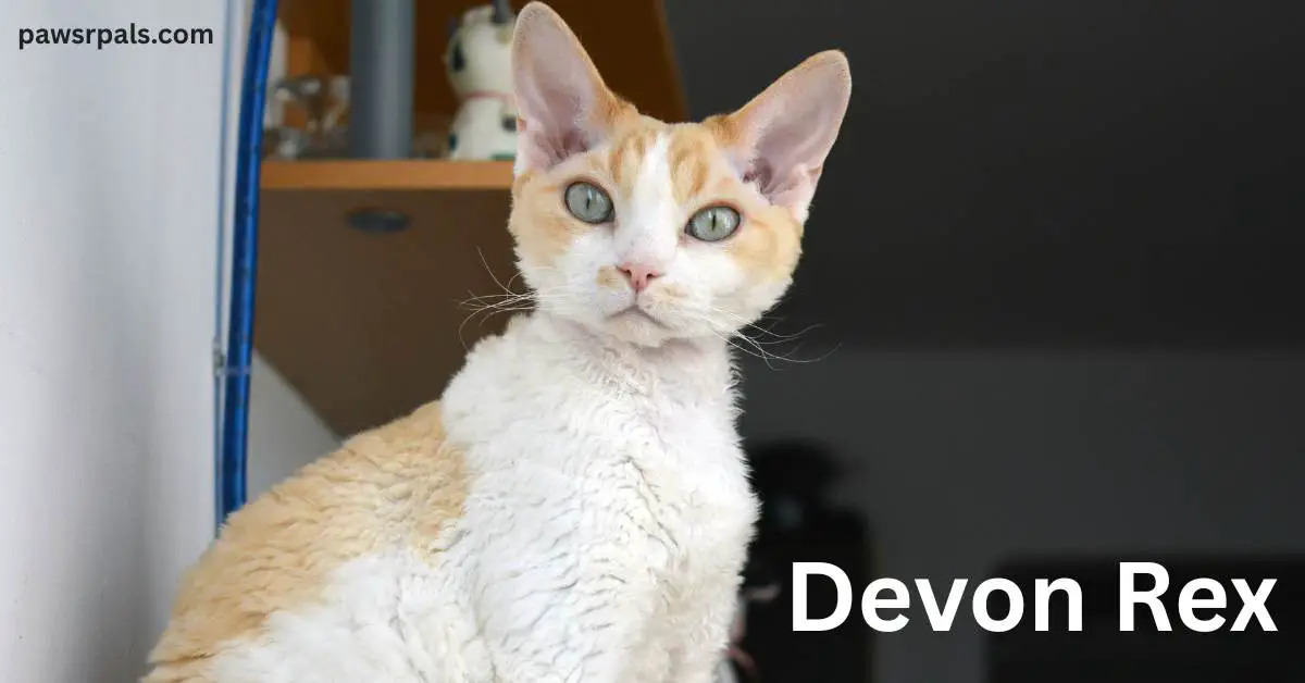 Devon Rex. White and orange Devon Rex cat sat upright, head turned towards the camera