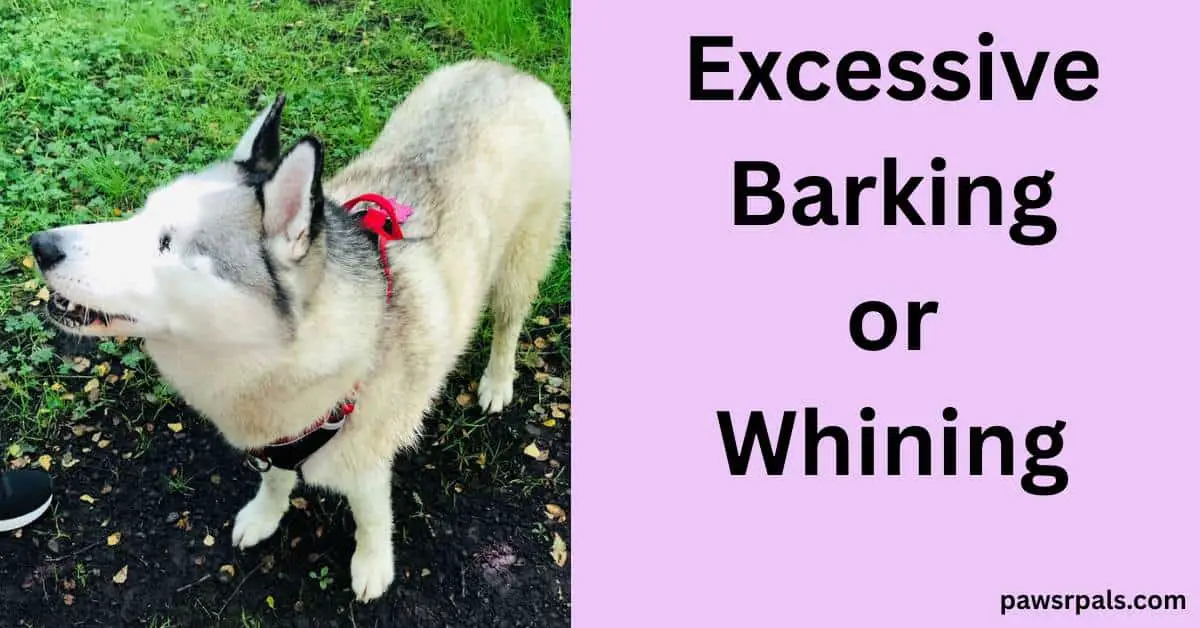 Excessive Barking or Whining. Image on left, Luna the blind grey and white siberian husky wearing a black and red harness, standing diagonally to the camera head up mouth slightly open