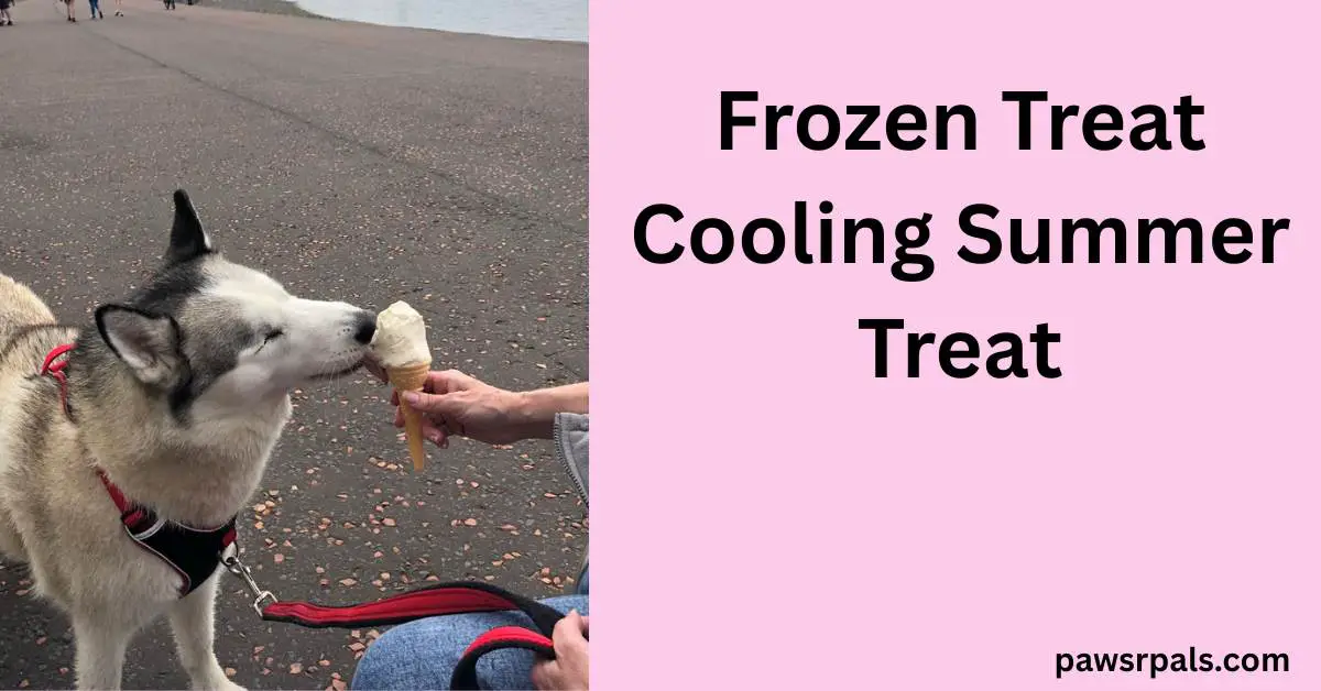 Frozen Treat Cooling Summer Treat. Luna the bline grey and white siberian husky, wearing a red and black harness attached to a red lead being held by someone wearing blue jeans and holding an ice cream cone for Luna to lick on a dark speckled path next to a body of water