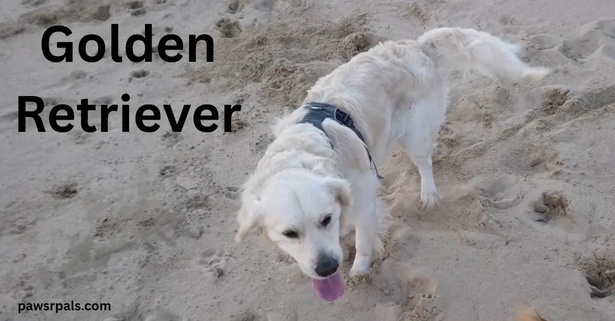Golden Retriever. Max the white golden retriever, wearing a grey harness, standing on sand, towards the camera, tongue out