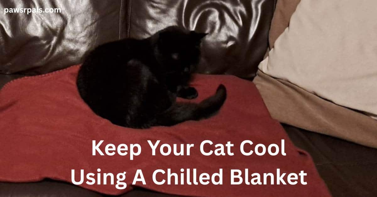 Keep Your Cat Cool Using A Chilled Blanket. Pickles the black cat lying curled on a red blanket on a brown leather sofa next to brown and cream pillows