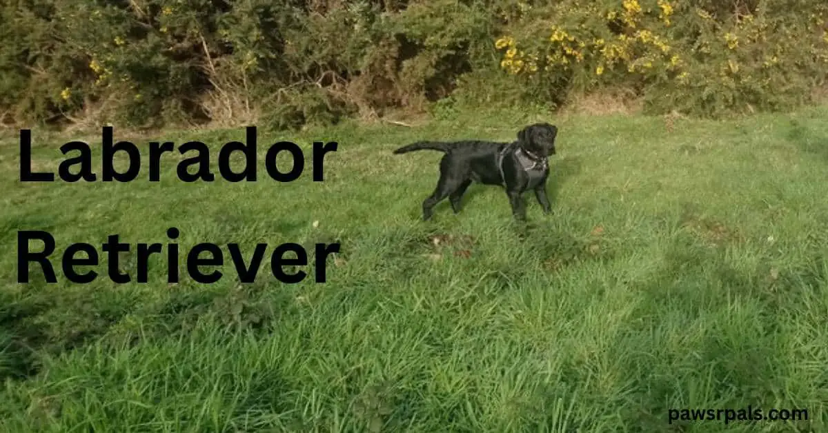 Labrador Retriever. Robert the Black Lab standing body side on head turned towards the camera, wearing a black harness, standing on grass with trees in the background