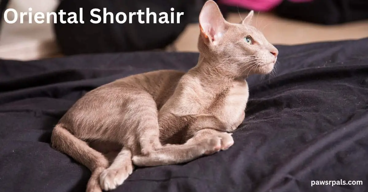 Oriental Shorthair. Brown oriental shorthair cat lying on its side head up looking right on a brown blanket