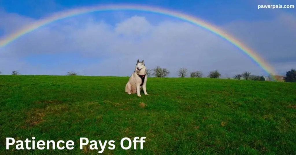 Patience Pays Off. Luna the blind grey and white siberian husky wearing a black and red harness sitting on a grassy hill, body facing right, head turned facing left, relaxed happy open mouth face under a rainbow and blue sky