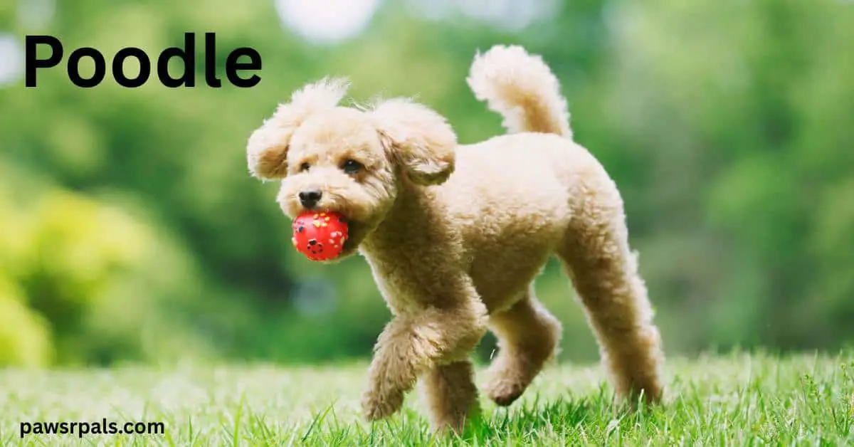 Poodle. Light brown miniture poodle walking in grass towards the camera with an orange ball in its mouth, on grass with trees in the background