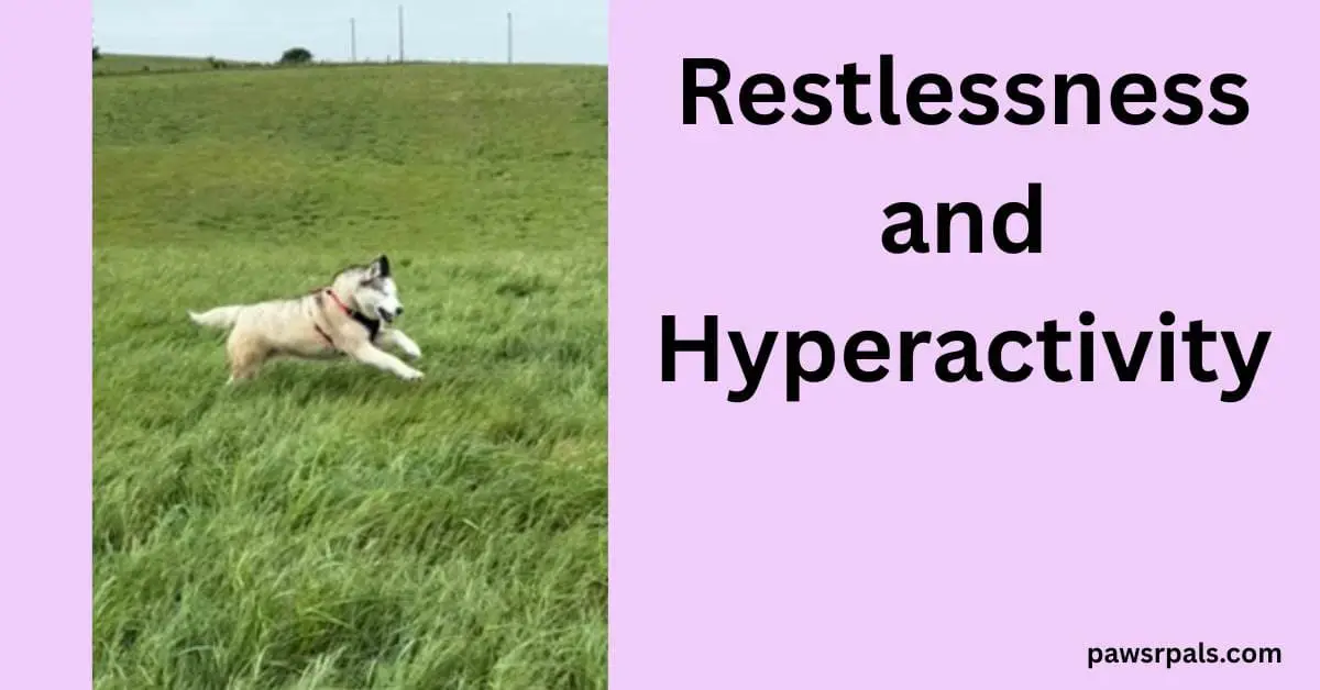 Restlessness and Hyperactivity. Image on the left, Luna the blind grey and white siberian husky wearing a black and red harness, running through grass to the right of the photo, face happy and open mouth