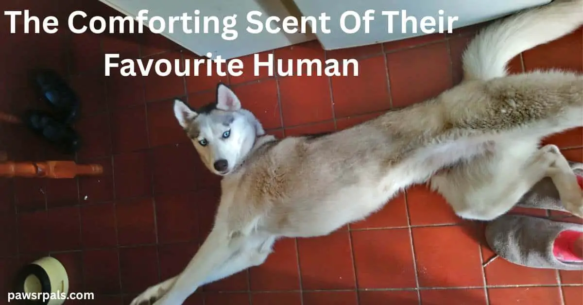 The Comforting Scent Of Their Favourite Human. Luna the grey and white siberian husky lying on her side, front and back legs stretched out, head turned looking at the camera, a pair of black shoes next to her front paws and a pair of grey and red slippers at her back paws, lying on a red squared tiled floor
