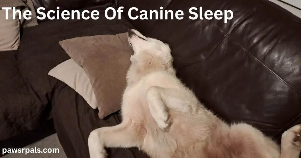 The Science of Canine Sleep. Luna the grey and white siberian husky lying on her back, head resting on a cream and brown pillow, back legs stretched out on a brown sofa and front legs held up bent at the ankles