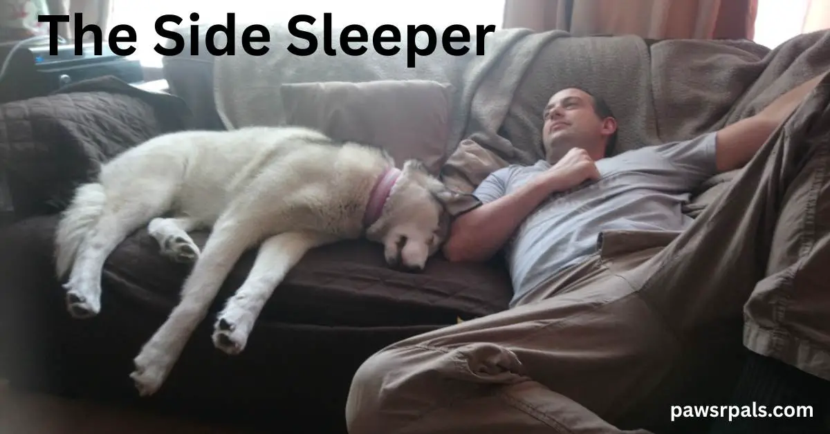 The Side Sleeper. Luna the grey and white siberian husky lying sleeping on her side on a brown sofa, head next to a man lying on the sofa wearing a blue tshirt and brown cargo trousers, legs towards the camera