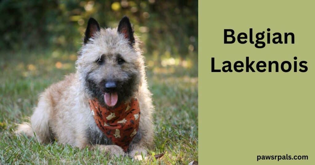 Belgian Laekenois