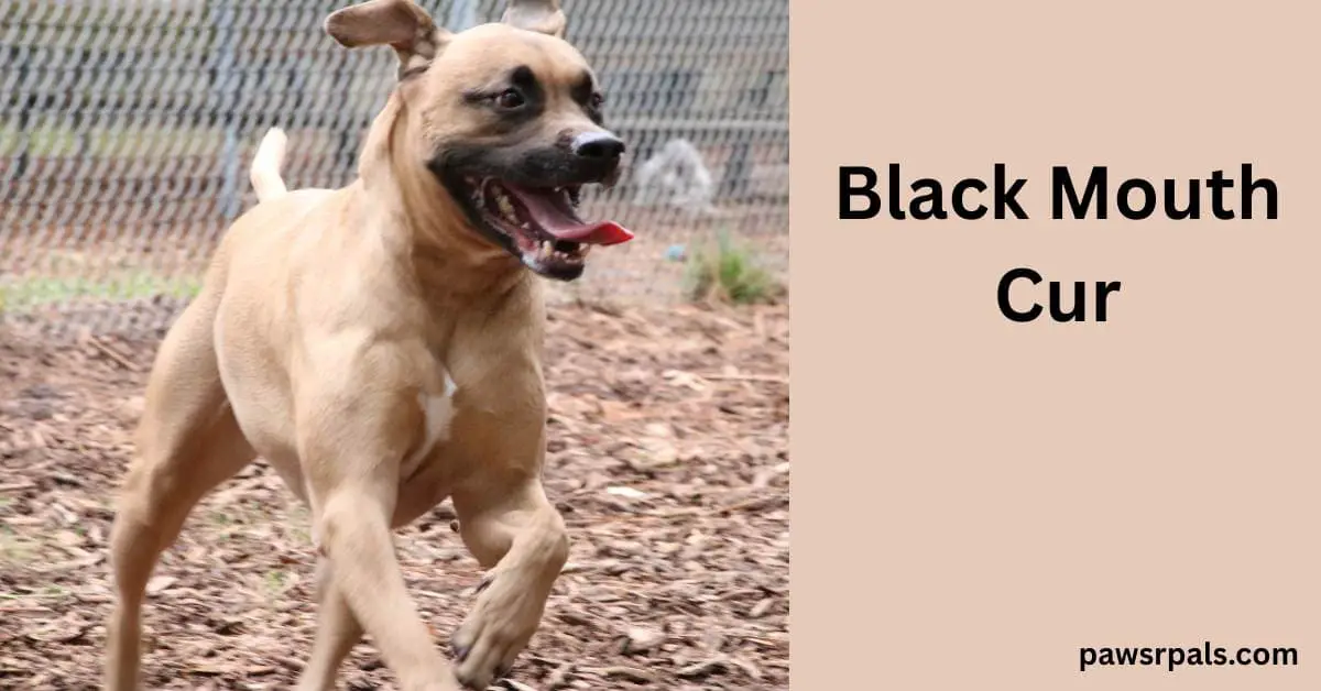 Black Mouth Cur