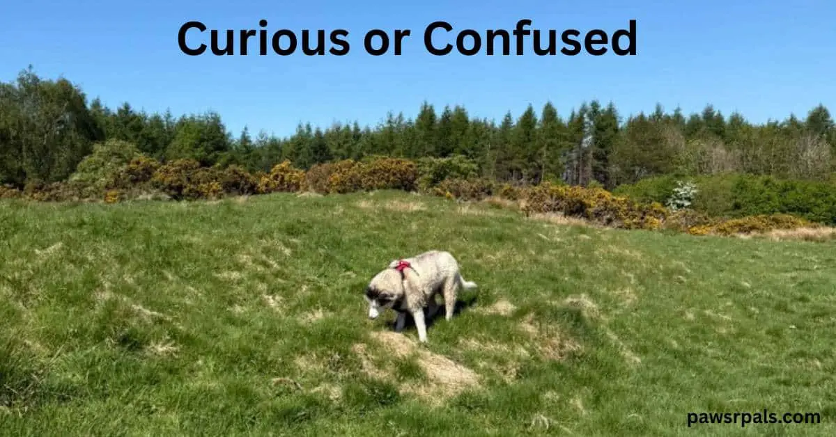 Curious or Confused. Luna the grey and white siberian husky wearing a black and red harness, standing in a grassy field with trees in the background and a blue sky, head down towards the ground head tilted