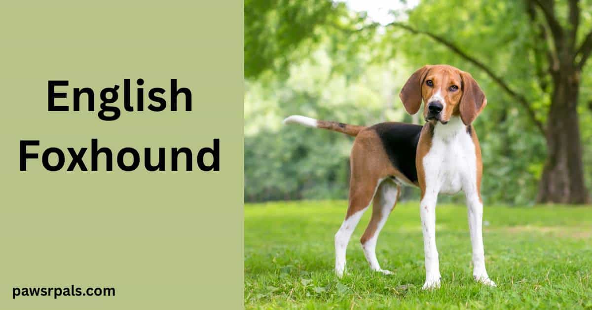 English Foxhound