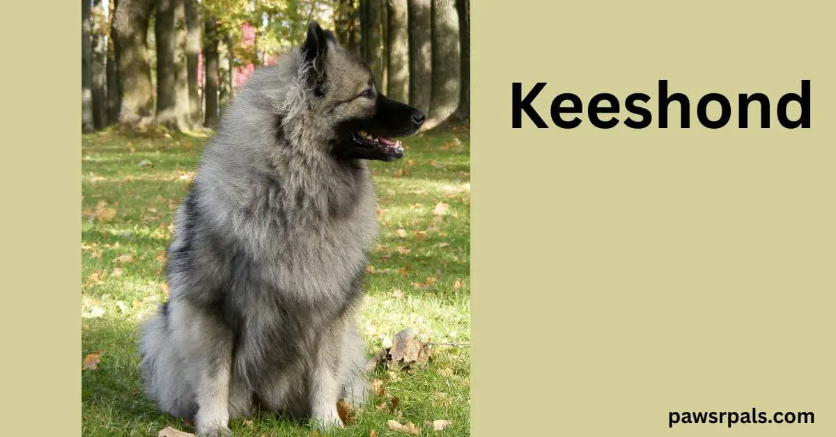 Keeshond