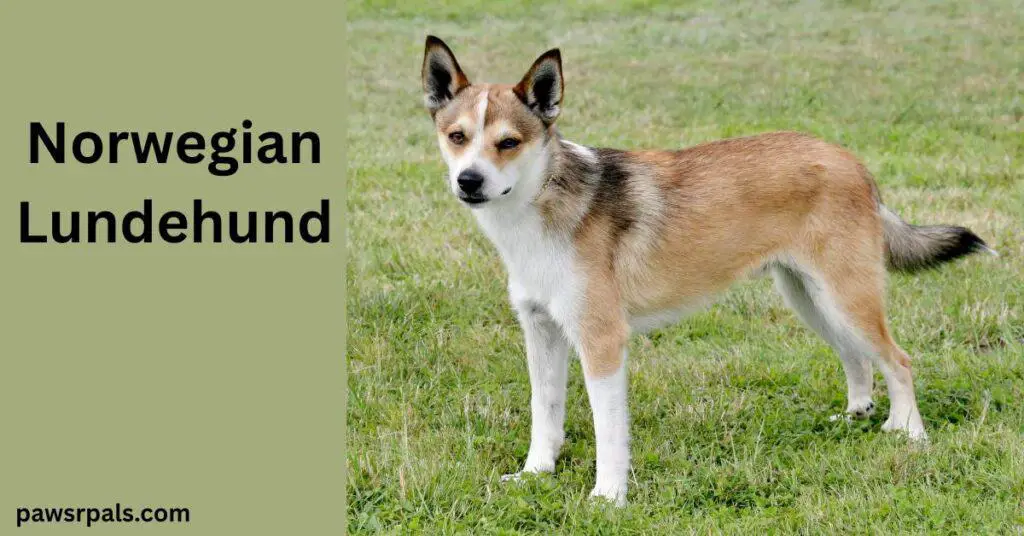 Norwegian Lundehund