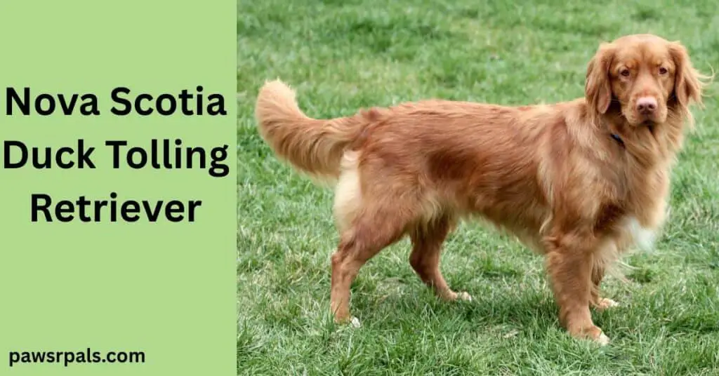 Nova Scotia Duck Tolling Retriever