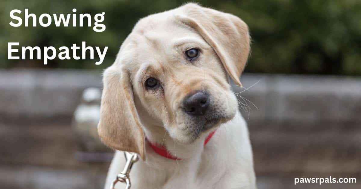 Showing Empathy. Golden Labrador young dog wearing a red collar sat facing the camera head tilted to the left