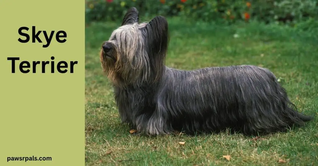 Skye Terrier