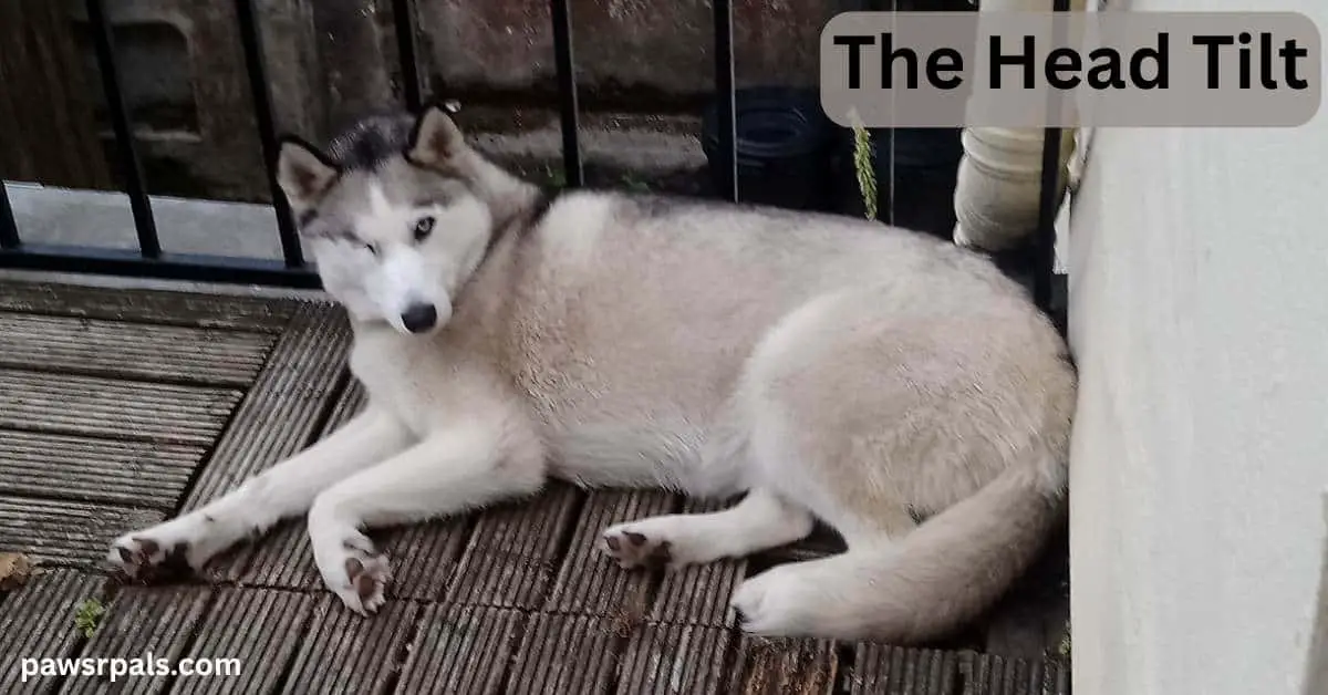 The Head Tilt. Luna the grey and white siberian husky lying side on to the camera on wooden decking with a black railing behind, head raised and tilted looking at the camera, one eye closed
