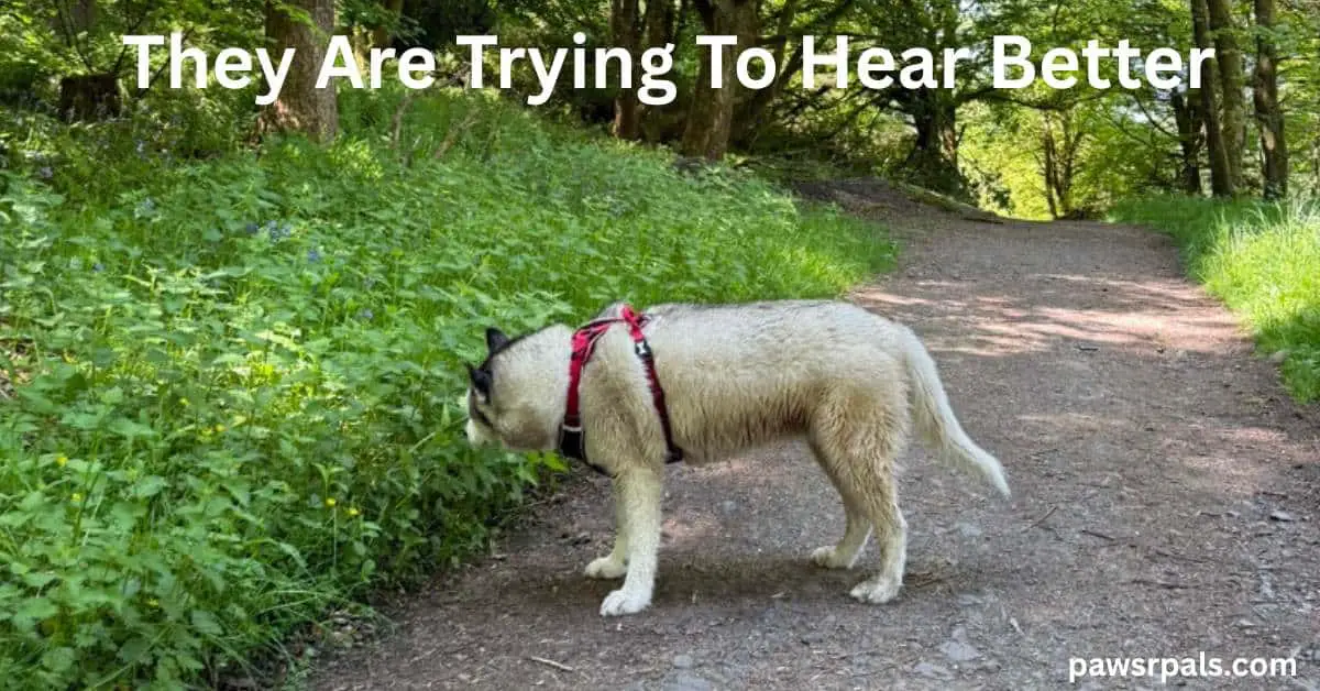 They Are Trying To Hear Better. Luna the grey and white siberian husky standing side on to the camera, facing an overgrown green embankment, head tilted listening with a path and trees in the background