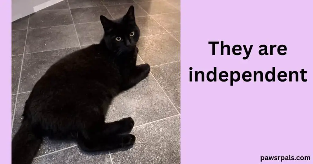 They are independent. Pickles the black cat lying on grey tile floor, on his side, body away from the camera, head raised looking at the camera