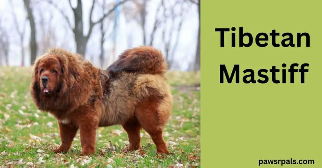 Tibetan Mastiff