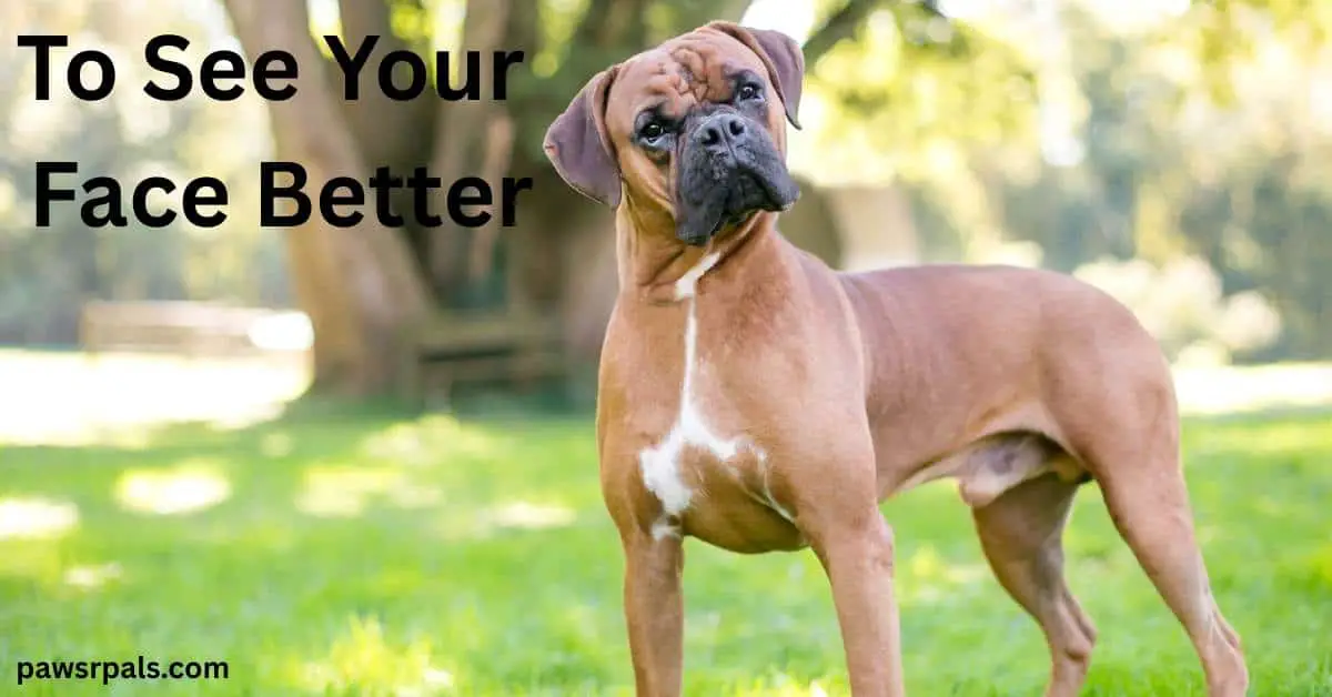 To See Your Face Better. Brown Boxer with white chest stripe standing upright towards the camera, head tilted to the left, grass and trees in the background